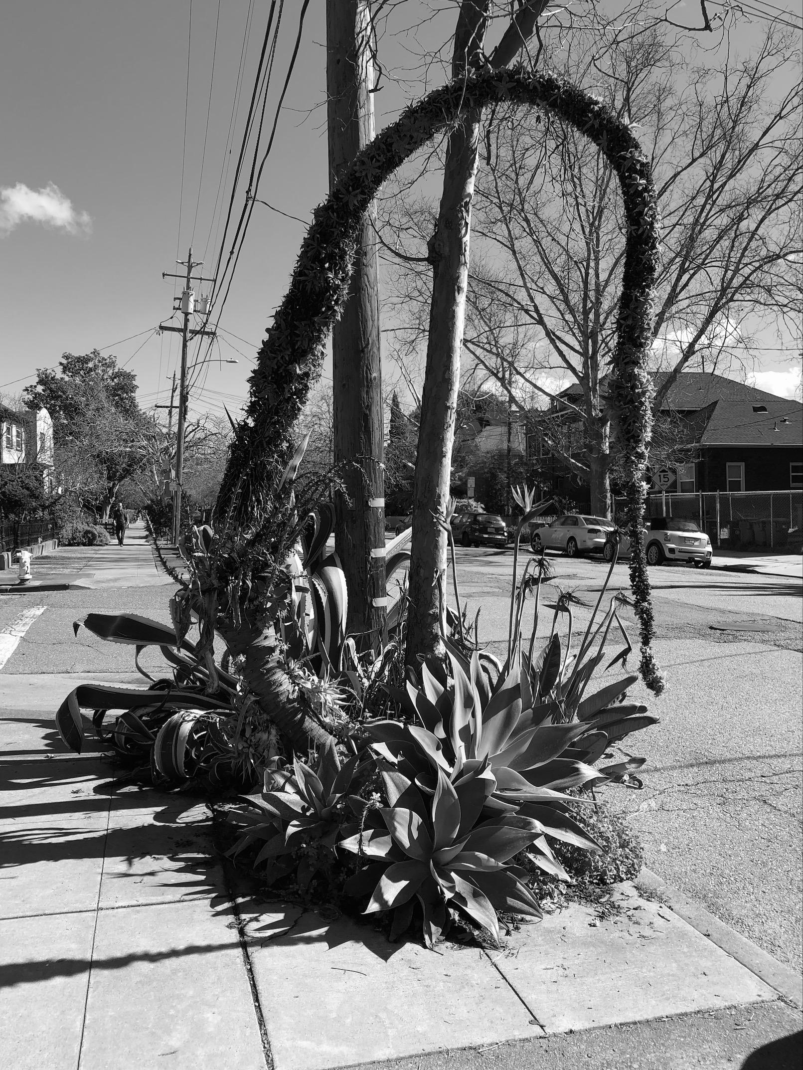 an agave attenuata plant and its flower