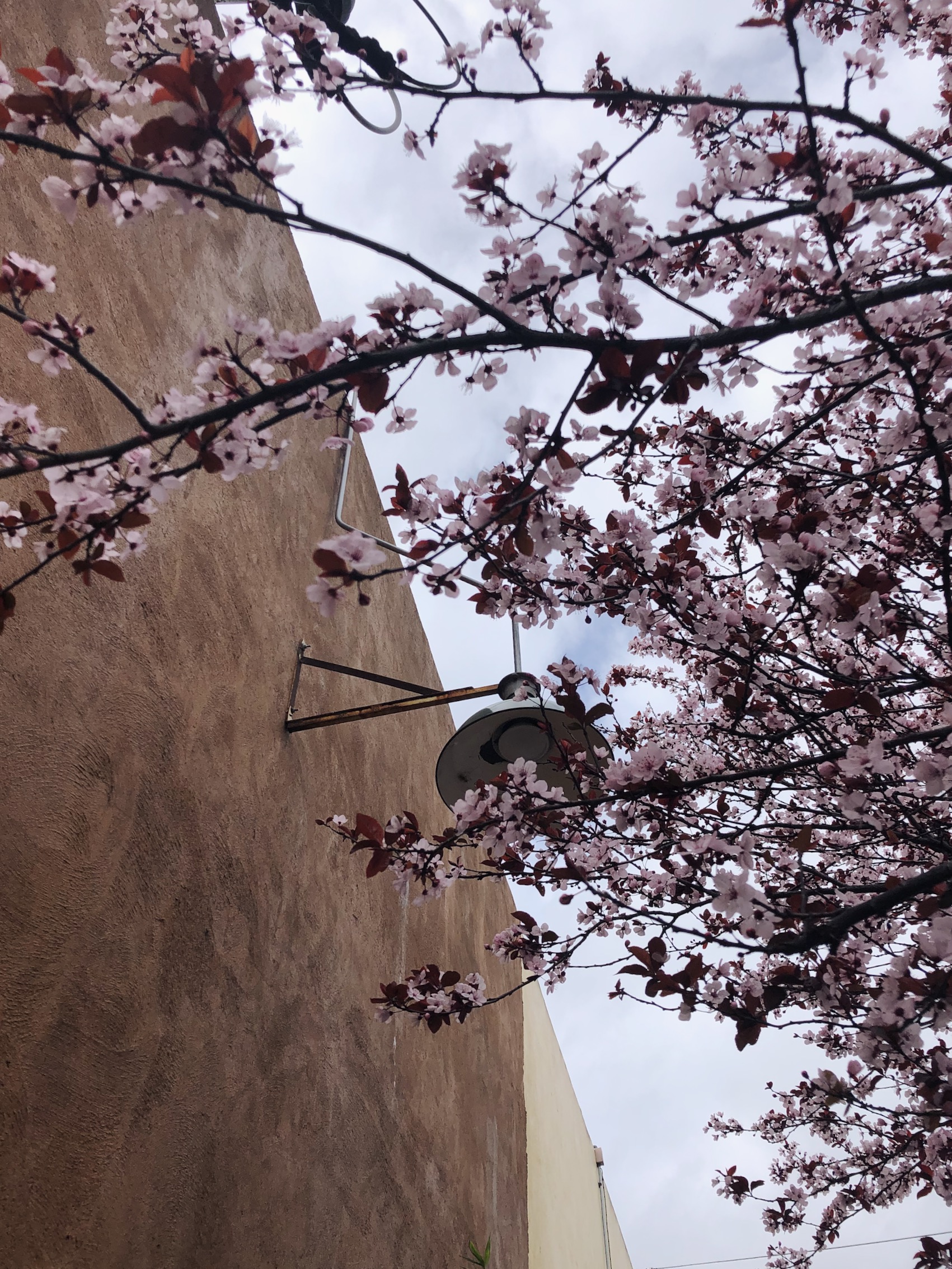 pink cherry blossoms against a brown wall