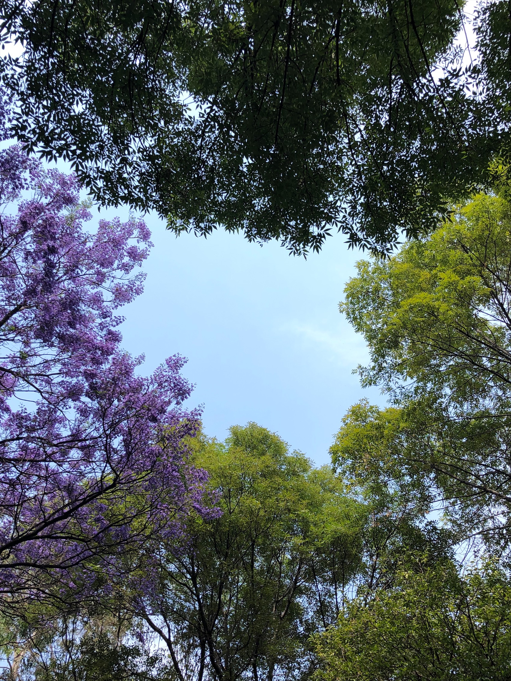 leaves and purple jacaranda flowers against the blue sky