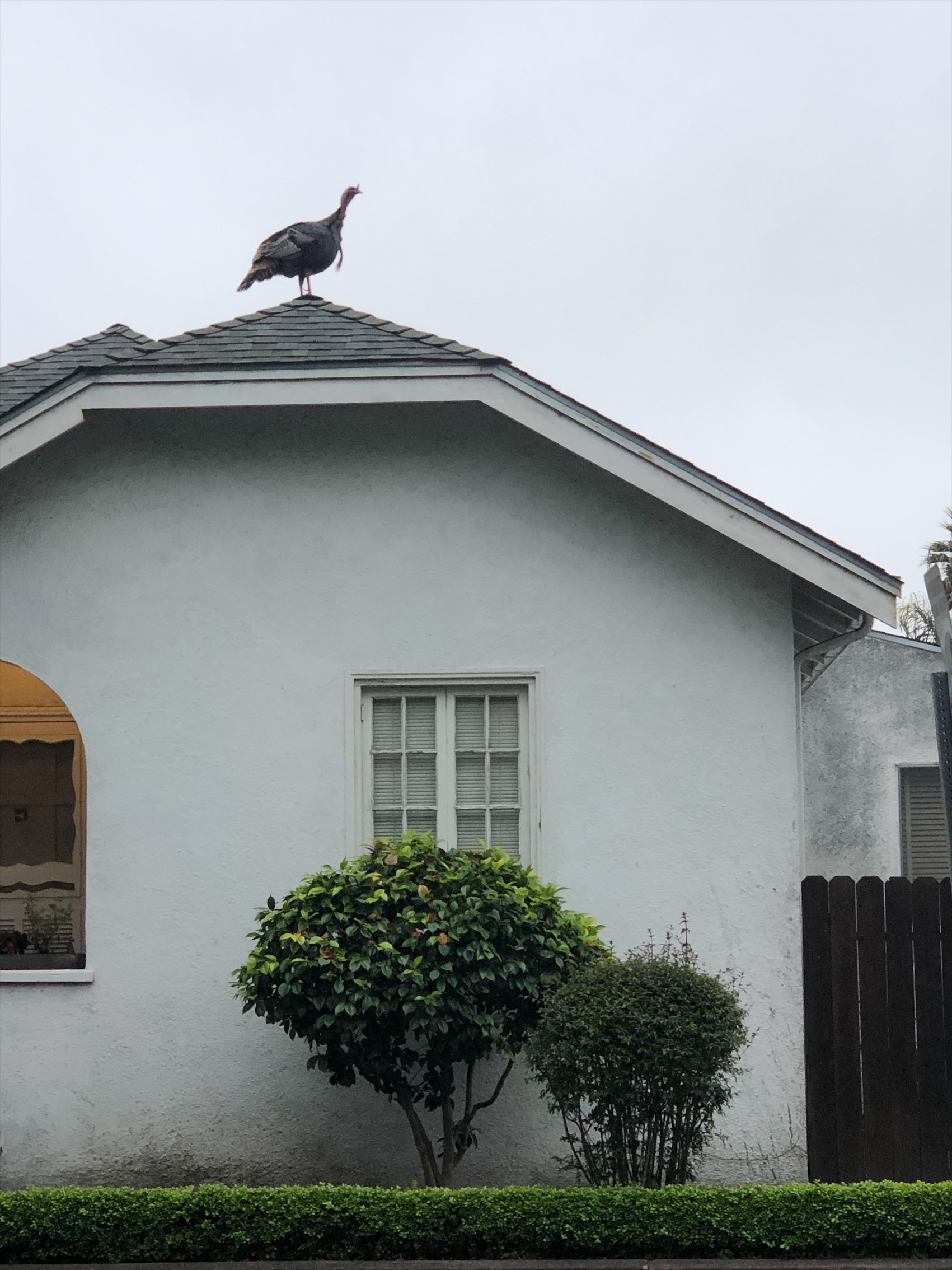 turkey on neighbor's house
